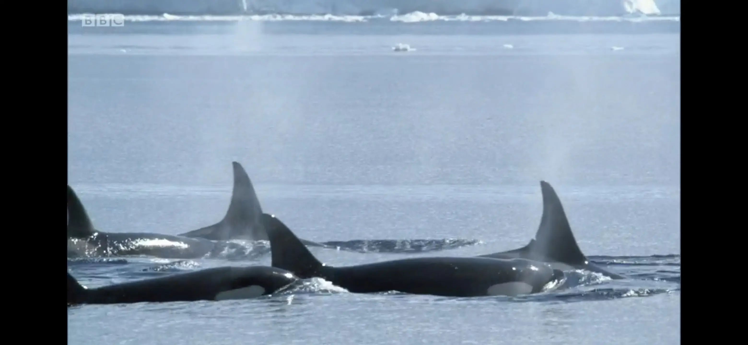 Killer whale (Orcinus orca) as shown in Frozen Planet - On Thin Ice